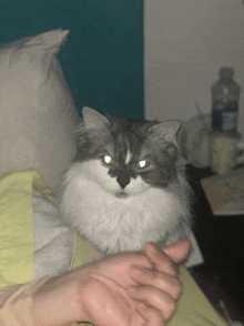 a person holding a fluffy grey and white cat in their lap