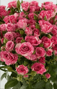 a bunch of pink roses with green leaves against a white background