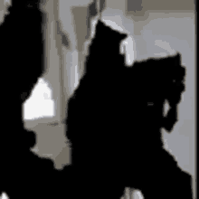 a silhouette of two black cats standing next to each other in front of a window .