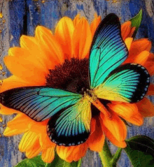 a colorful butterfly is sitting on a sunflower .