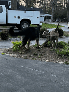 two dogs are playing with a rope in front of a white truck