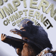 an image of a chimpanzee using a tablet with the words chimpternet surrounding it