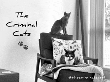 a black and white photo of two cats with the words the criminal cats written on the wall behind them