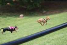 two dogs are running in a grassy field one is wearing a pink bow