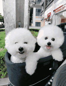 two fluffy white dogs are sitting in a black stroller with a building in the background that says ' a ' on it