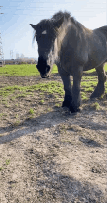 a horse with a white spot on its nose is standing in a grassy field