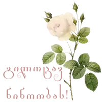 a white rose with green leaves is on a white background with a greeting in a foreign language