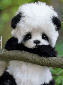 a panda bear is sitting on a tree branch covering its face .