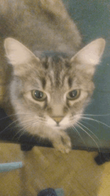 a close up of a cat 's face with a blue background