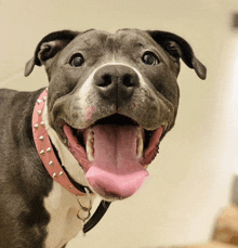 a black and white dog wearing a pink collar with studs