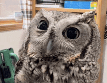 a close up of an owl with a green tool in the background that says lithium ion