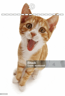 an orange and white kitten with its mouth open looking up