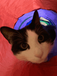 a black and white cat looking out of a red tunnel