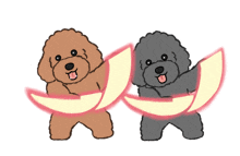 a brown poodle and a black poodle are dancing with glowing lights