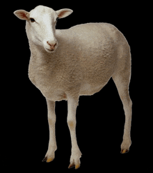 a white sheep is standing on a black background and looking at the camera