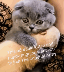 a person is holding a kitten with a caption that says this adorable kitten and puppy hugging want you