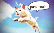 a white cat is jumping in the air with a paw tuah speech bubble behind it