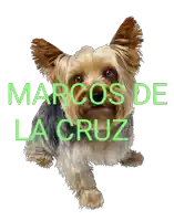 a picture of a small dog with the name marcos de la cruz written above it