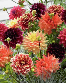 a bunch of different colored dahlias are in a garden