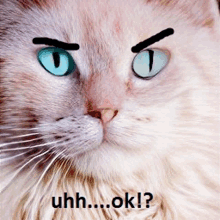 a cat with blue eyes has an angry look on its face and the words uhh ok written below it