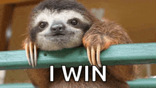 a three toed sloth is leaning on a green railing with the words `` i win '' written above it .