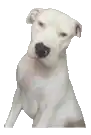 a white dog is sitting down and looking at the camera .