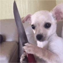 a small white chihuahua puppy is holding a large knife in its paws .