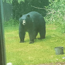 a black bear standing in the grass with a bucket in the foreground