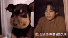 a picture of a dog next to a picture of a man with korean writing