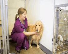 a veterinarian is petting a dog in a cage .