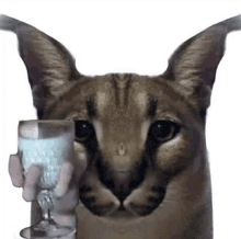 a cat is holding a glass of milk in its mouth .