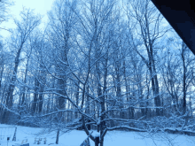 a snowy forest with trees covered in snow and a swing set in the foreground