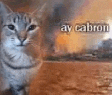 a cat is standing in front of a burning building with the words `` ay cabron '' written on it .