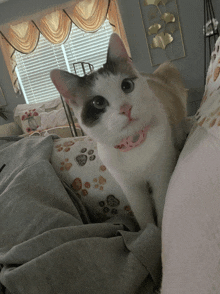 a cat with a pink collar is laying on a couch