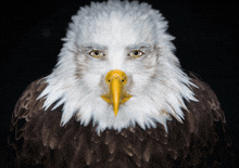 a bald eagle with a yellow beak and a black background