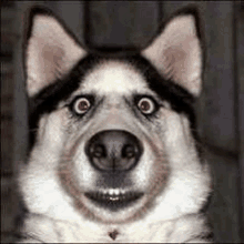 a husky dog is making a funny face with its mouth open .