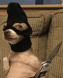 a dog wearing a ski mask holds a knife