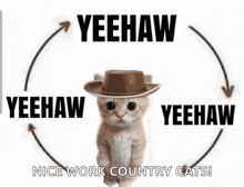 a picture of a cat wearing a cowboy hat with yeehaw written on it