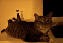 a cat laying on a counter next to a bottle of deodorant and a soap dispenser