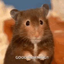 a hamster is standing up and saying good morning .