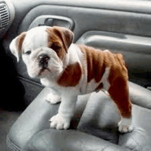 a brown and white bulldog puppy is sitting on the seat of a car .