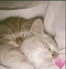 two cats sleeping next to each other with a pink heart in the middle