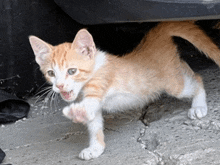 a small orange and white kitten is standing on its hind legs with its mouth open