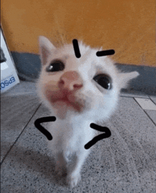 a white cat is standing in front of a box that says epson on it