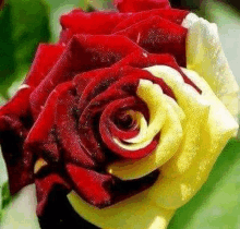 a red and yellow rose with a white center is sitting on a green background .