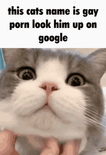 a close up of a cat 's face with a caption that says this cats name is gay porn look him up on google