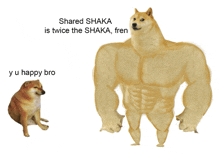 a doge with a caption that says " shared shaka is twice the shaka fren "