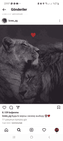 a black and white photo of a lion and a lioness hugging