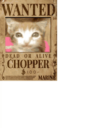 a wanted poster with a picture of a kitten