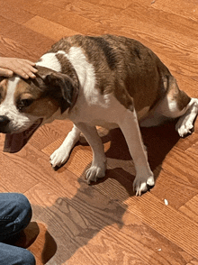 a person petting a brown and white dog on a hardwood floor